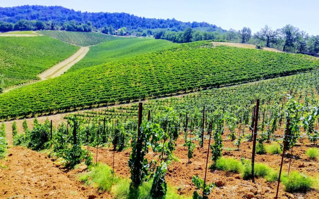 Emilia sconosciuta: i vini, i vitigni, le zone
