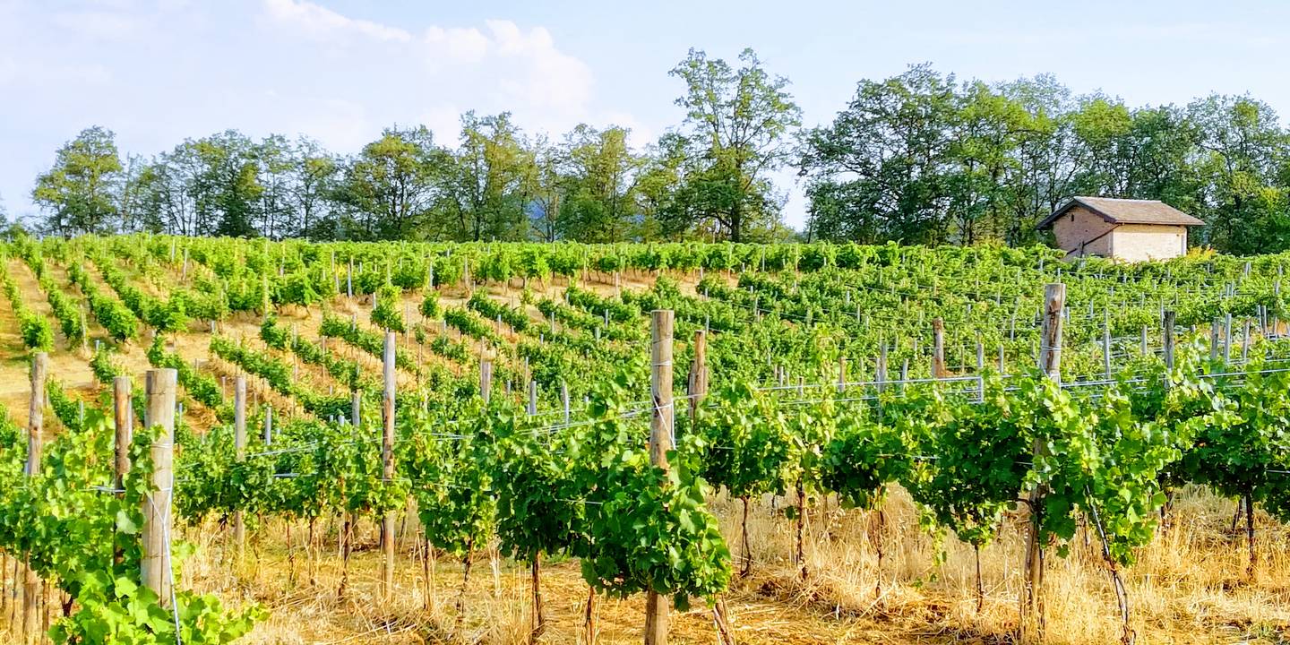 Vigneto in collina con filari