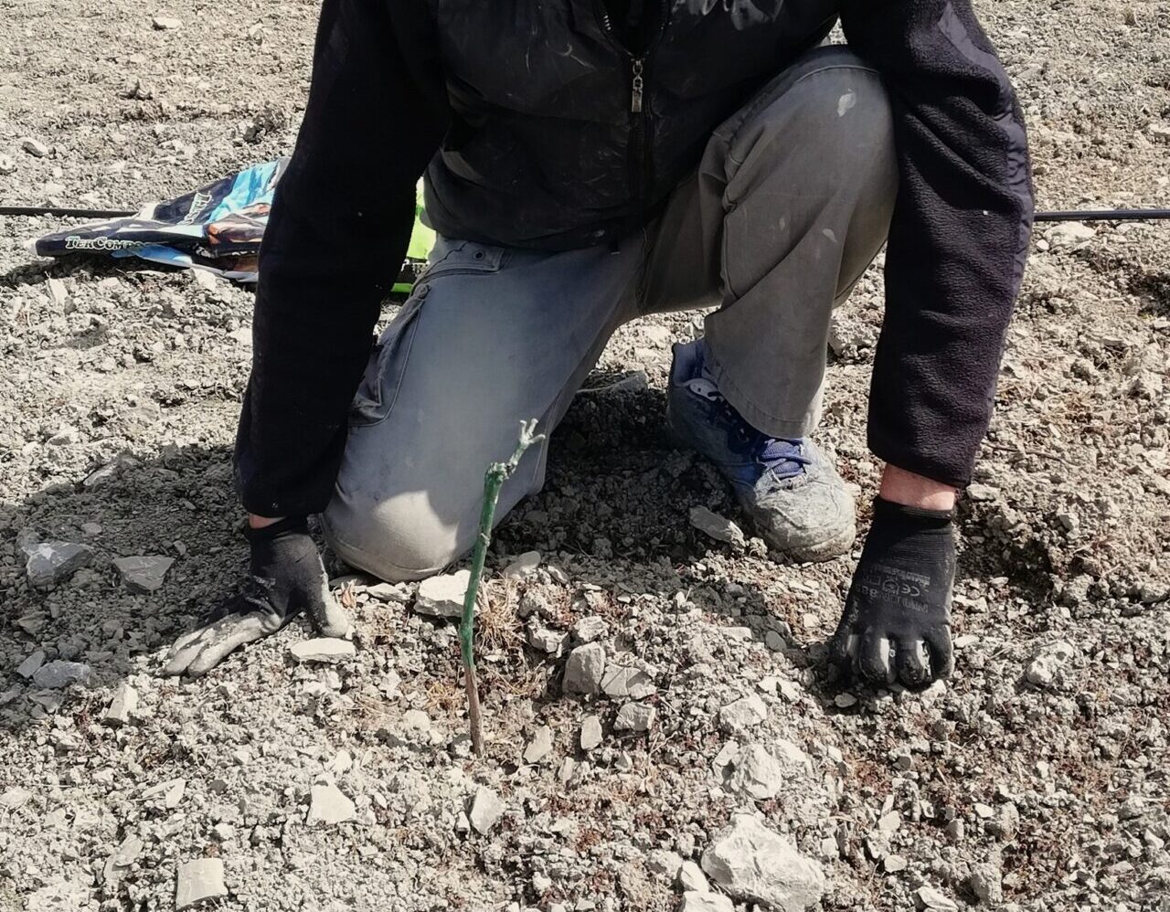 impianto vigna serafino Pasqua 2021 impianto vigneto