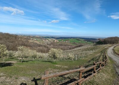 Strada con ulivi e vigneti in collina
