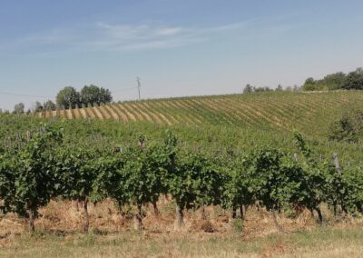 vigneto in collina in estate