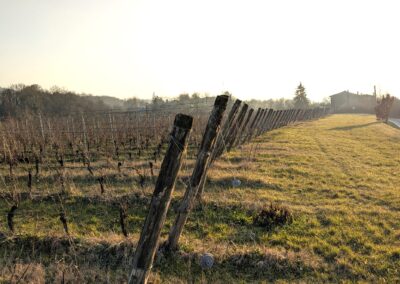 viti in collina durante l'inverno